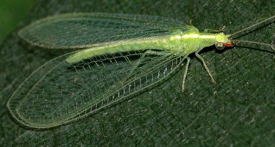 Chrysoperla Green Lacewing Chrysoperla rufilabris BugGuideNet