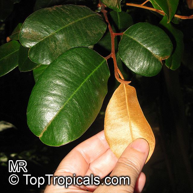 Chrysophyllum Chrysophyllum oliviforme Satinleaf Satin Leaf TopTropicalscom