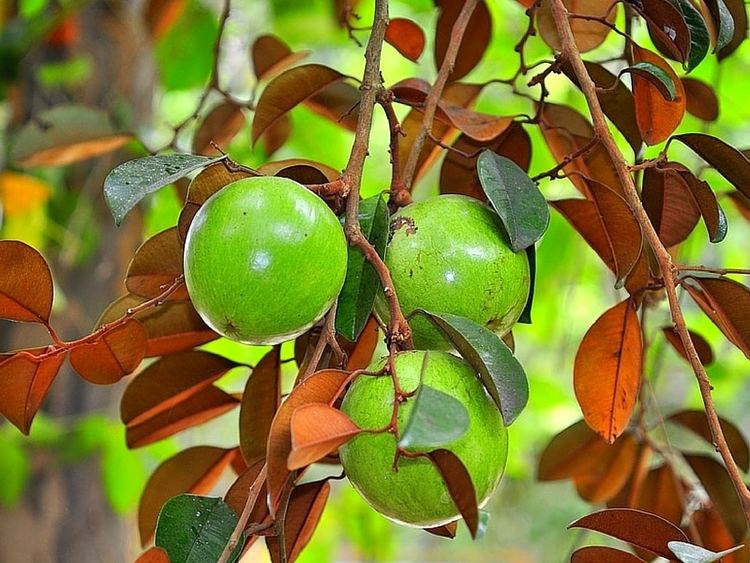 Chrysophyllum 17 DISTINCTIVE BENEFITS OF CHRYSOPHYLLUM FRUITS