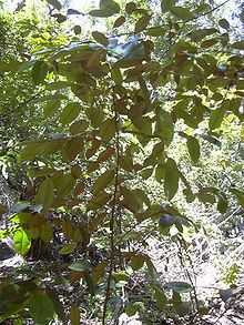 Chrysophyllum oliviforme Chrysophyllum oliviforme Wikipedia