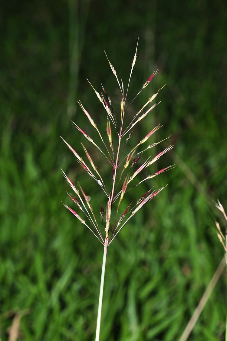 Chrysopogon Chrysopogon aciculatus Poaceae image 35912 at PhytoImagessiuedu