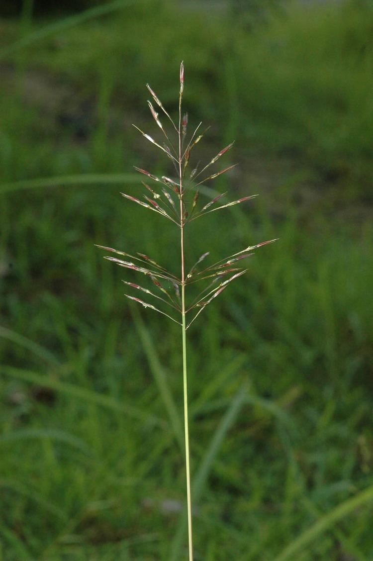 Chrysopogon Chrysopogon aciculatus Poaceae image 33114 at PhytoImagessiuedu