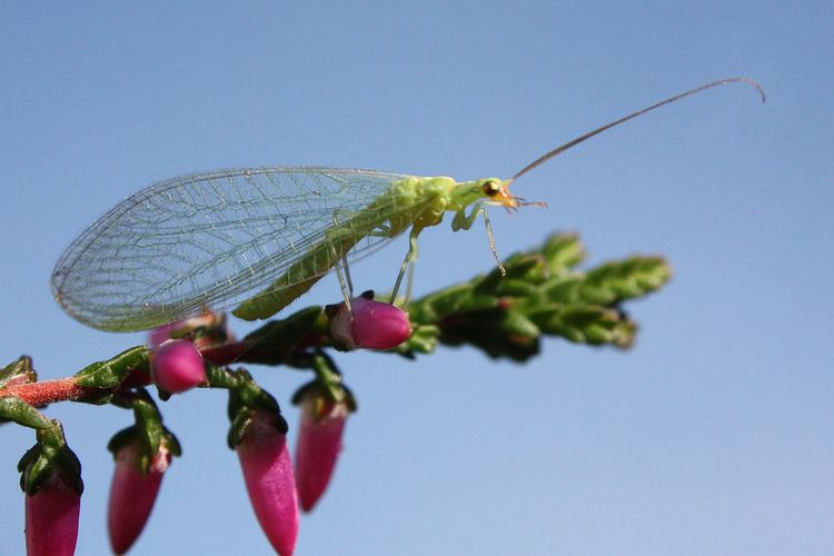 Chrysopoidea