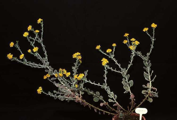 Chrysopsis floridana Chrysopsis floridana Astereae Lab