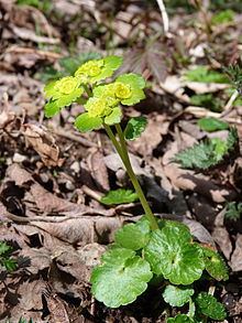 Chrysosplenium alternifolium httpsuploadwikimediaorgwikipediacommonsthu