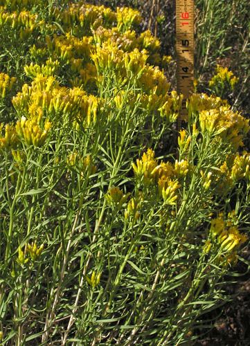Chrysothamnus Southwest Colorado Wildflowers Chrysothamnus