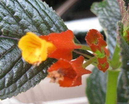 Chrysothemis pulchella Flora and Fauna Plants and Critters Mystery Plant Chrysothemis