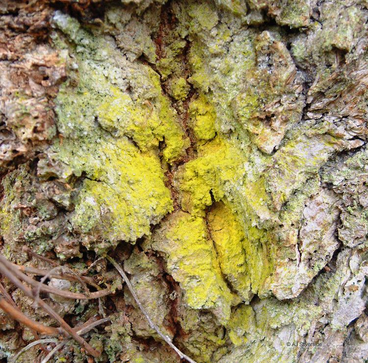 Chrysothrix candelaris Chrysothrix candelaris images of British lichens