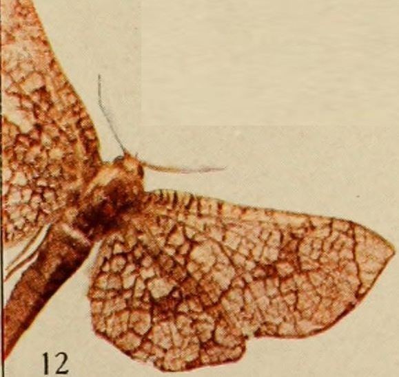Chrysotypus medjensis