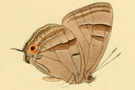 Chrysozephyrus duma