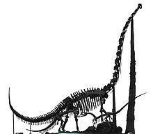 Chuanjiesaurus httpsuploadwikimediaorgwikipediacommonsthu