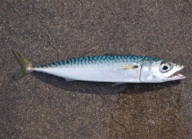 Chub mackerel Pacific Chub Mackerel