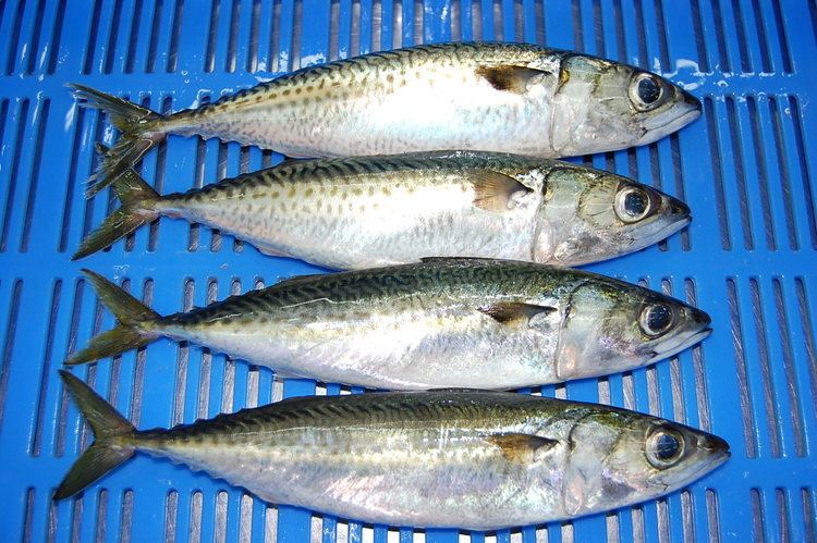 Chub mackerel Chub Mackerel Burum Seafood Company