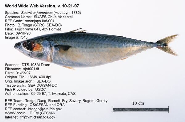 Chub mackerel Regulatory Fish Encyclopedia RFE gt RFE Page 1 for ltigtScomber