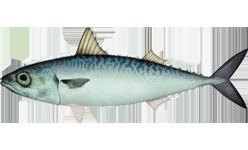 Chub mackerel httpsuploadwikimediaorgwikipediacommons33