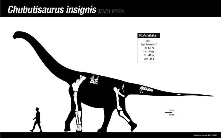 Chubutisaurus Chubutisaurus insignis skeletal by AsierLarramendi on DeviantArt