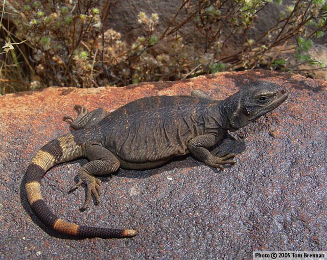 Chuckwalla wwwreptilesofazorgGraphicsLizardsSAUATEJjpg