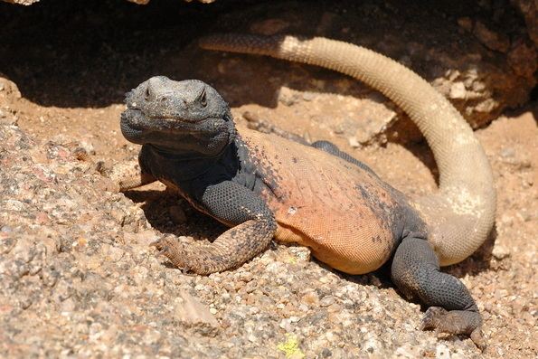 Chuckwalla Thermoregulatory adaptations of the Chuckwalla Sauromalus ater