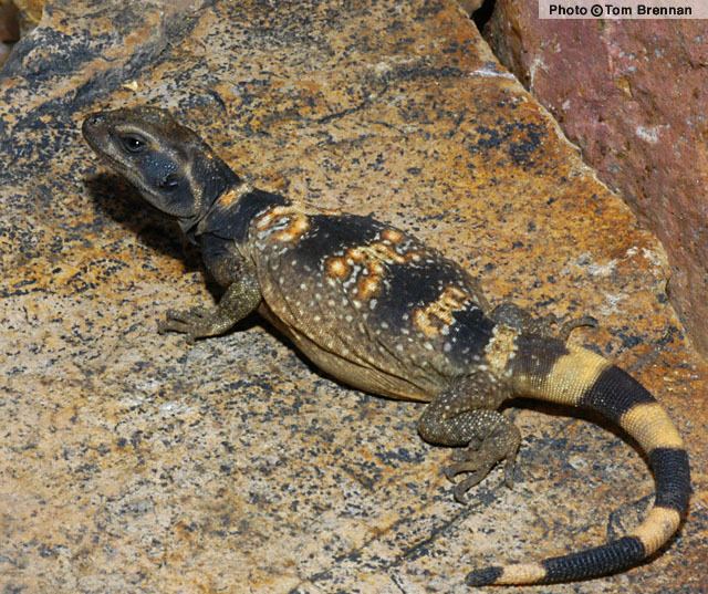 Chuckwalla Common Chuckwalla Sauromalus ater Reptiles of Arizona