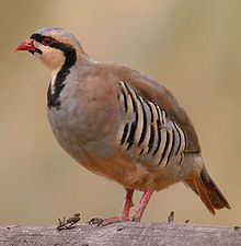 Chukar partridge httpsuploadwikimediaorgwikipediacommonsthu