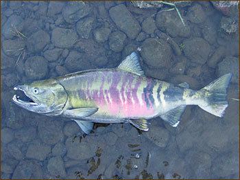 Chum salmon The Quiet Poolquot Please Leave Oregon Chum Salmon Alone