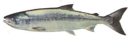 Chum salmon BC Sport Fishing Guide Chum Salmon