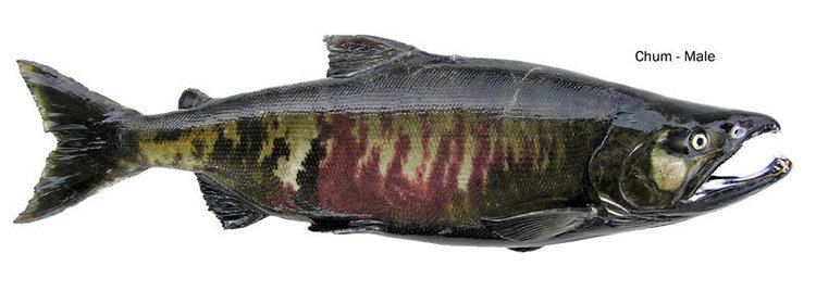 Chum salmon Chum Dog Salmon Identification amp Information Washington