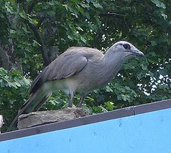 Chunga (bird) httpsuploadwikimediaorgwikipediacommonsthu