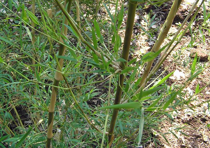 Chusquea Chusquea culeou Chilean Clumping Bamboo for sale