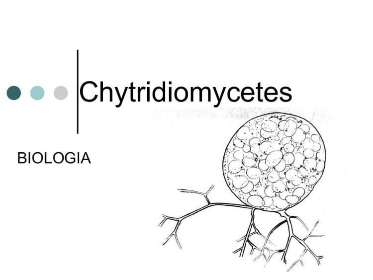Chytridiomycetes Chytridiomycetes