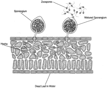 Chytridiomycetes Chytridiomycetes Phycomycetes Introduction to Botany Botany