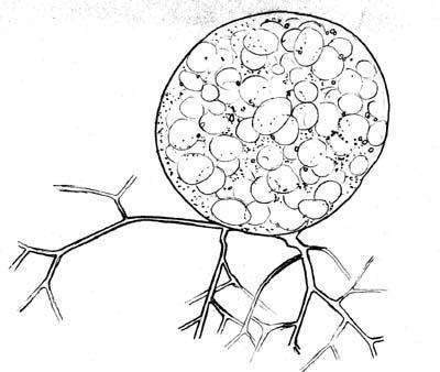 Chytridiomycetes Chytridiomycetes on emaze