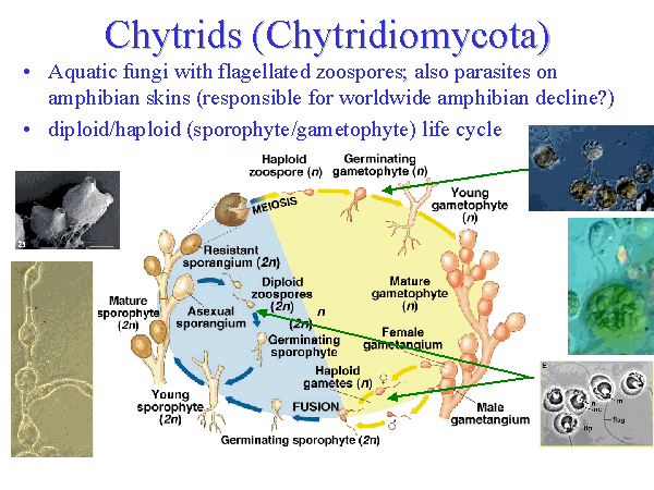 Definition of Chytrids Chytridiomycota