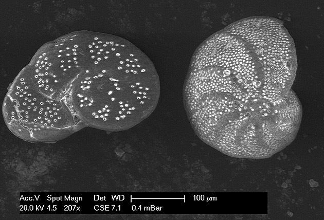 Cibicides Foraminifera Cibicides floridanus