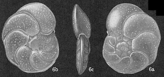 Cibicides World Foraminifera Database Photogallery