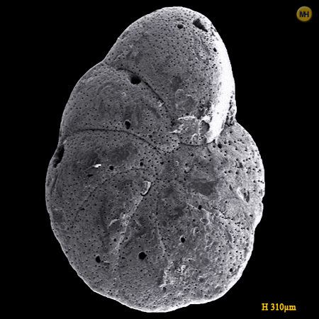 Cibicides Foraminifera Cibicides aknerianus