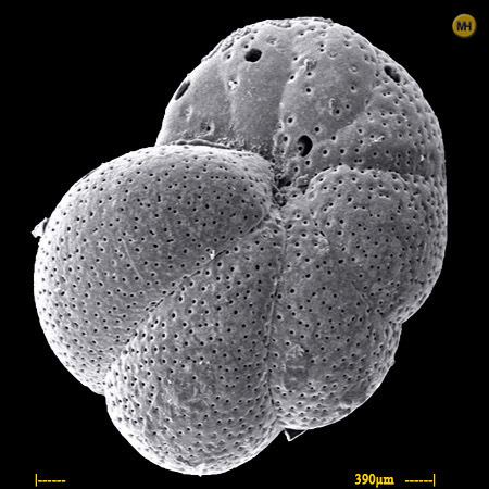 Cibicides Foraminifera Cibicides lobatulus
