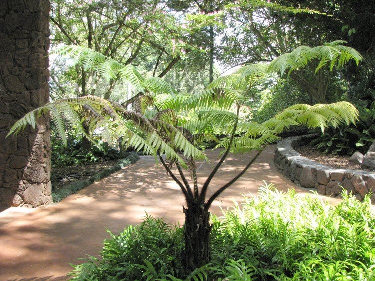 Cibotium Cibotium menziesii Images Useful Tropical Plants