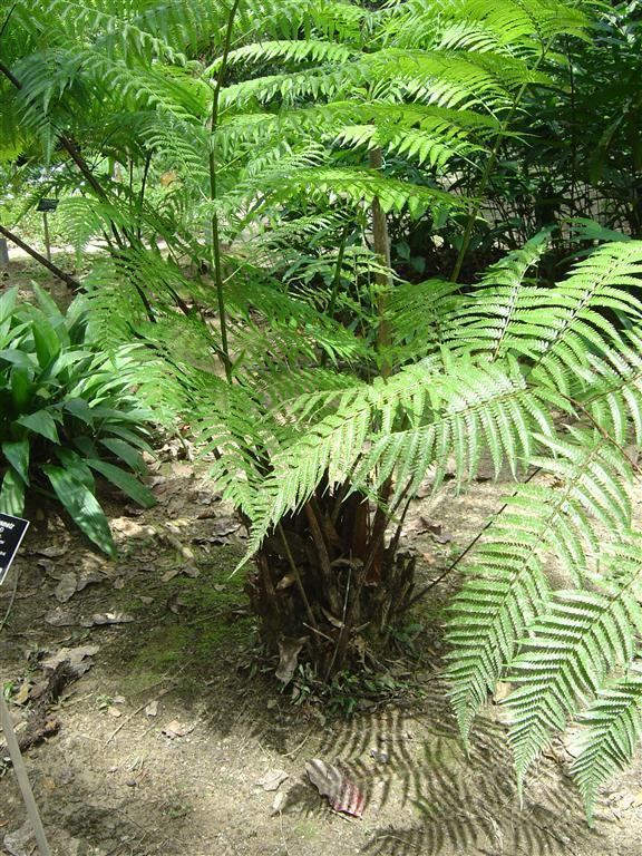 Cibotium Cibotium barometz Forest Ferns