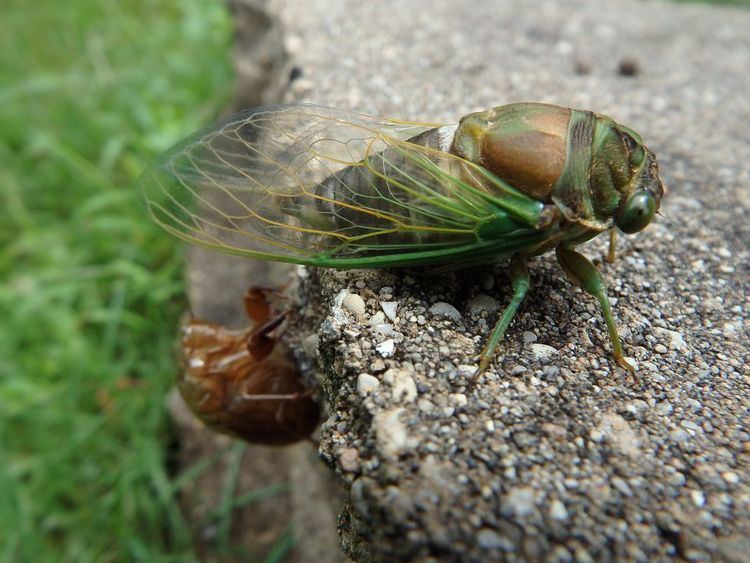 Cicada Cicadas Cicada Pictures Cicada Facts National Geographic