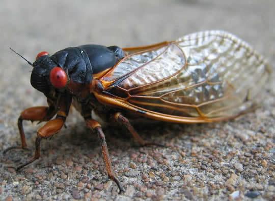 Cicada Cicadas invade Princeton University