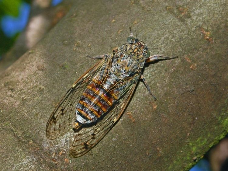 Cicada (genus)