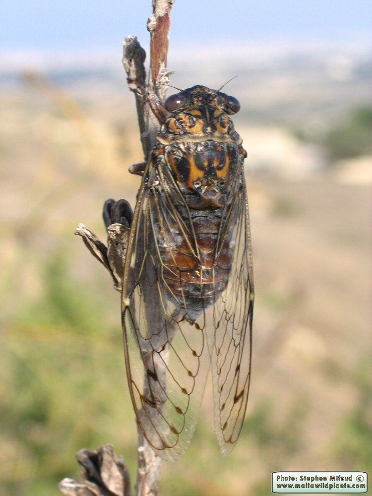 Cicada orni Wild Plants of Malta and Gozo Cicada orni Cicada