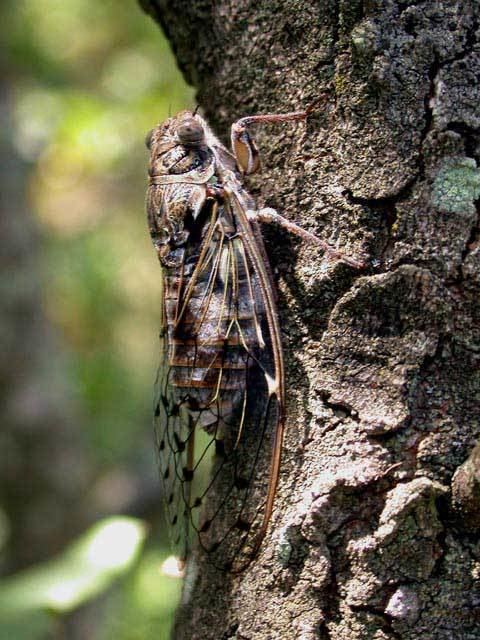 Cicada orni Cicada orni European Cicadas