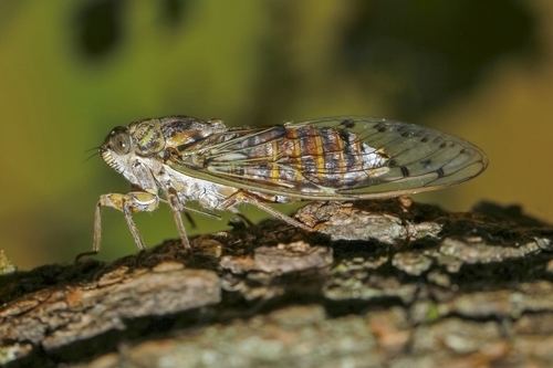 Cicada orni Cicada orni iNaturalistorg