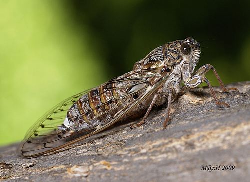 Cicada orni Cicada Orni a photo on Flickriver