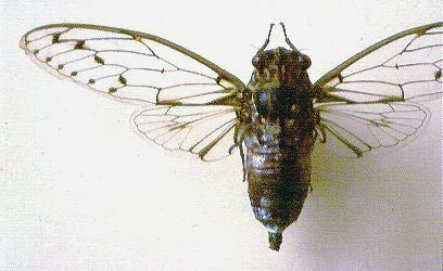 Cicada orni Cicada orni European Cicadas