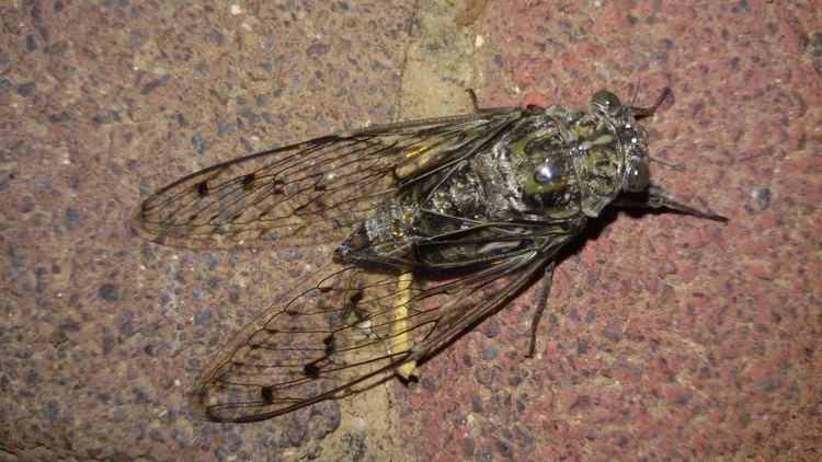 Cicada orni FileCicada orni dorsal Ateret 0715 01jpg Wikimedia Commons
