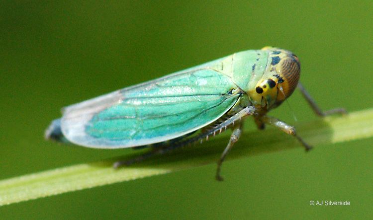 Cicadella Cicadella viridis images of British biodiversity