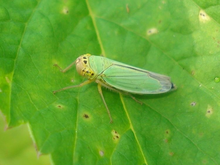Cicadella Cicadella viridis Wikipdia